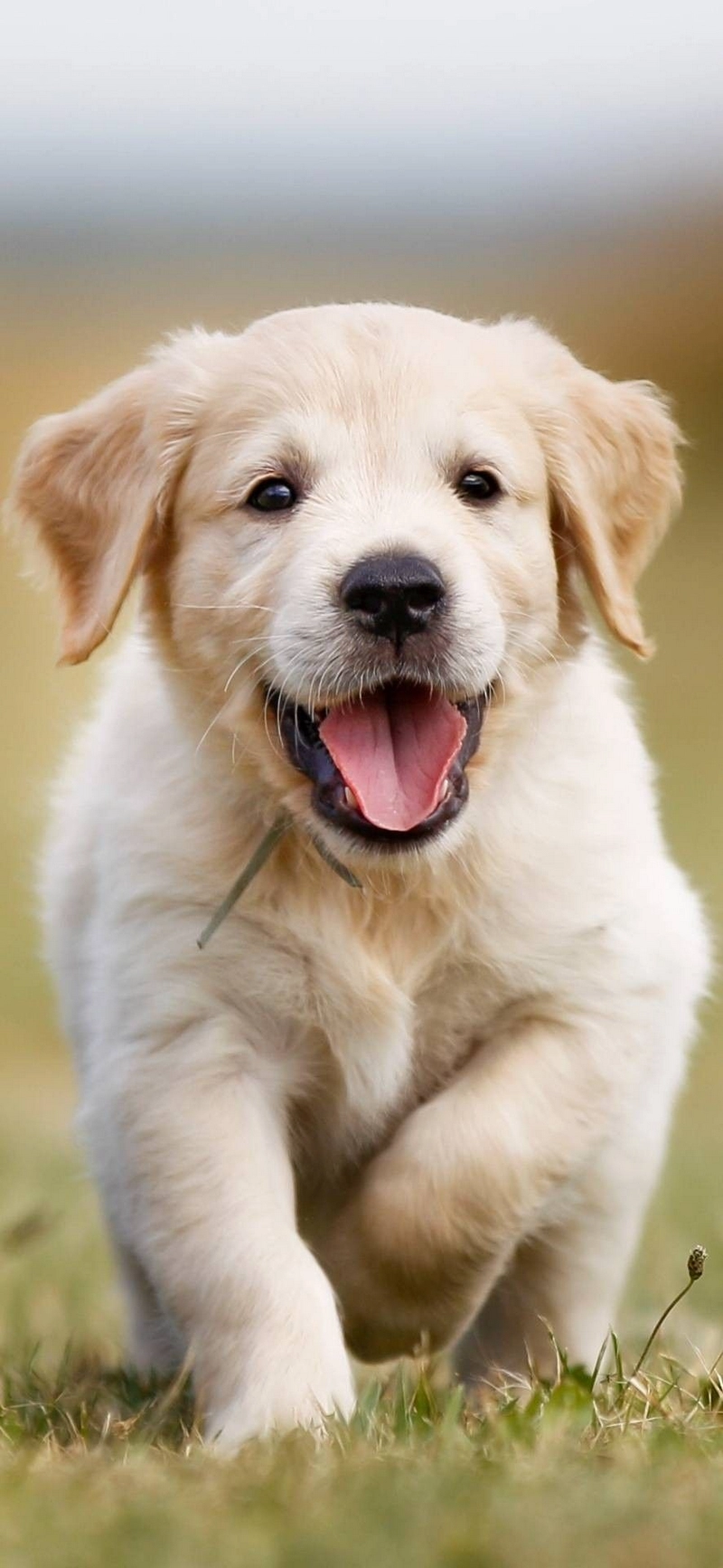 hình ảnh con chó cute 28