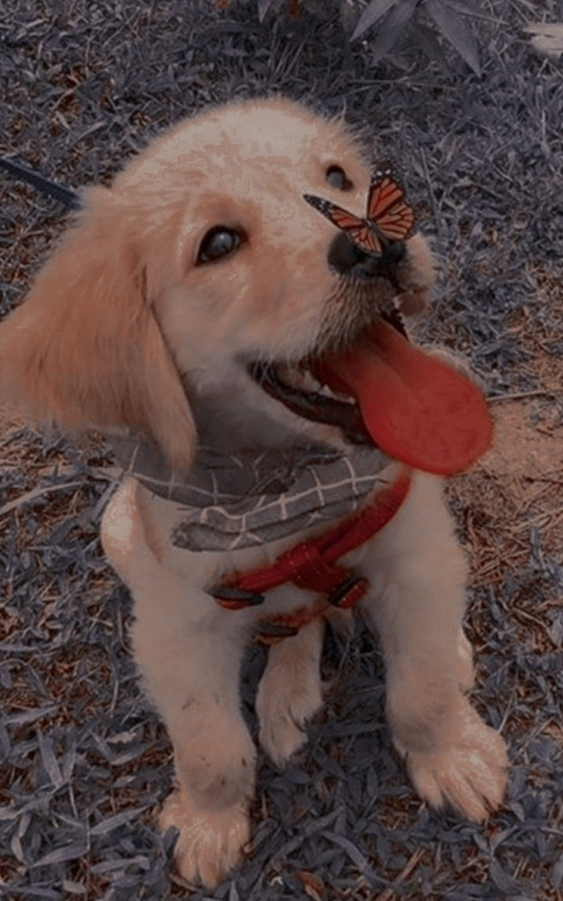 hình ảnh con chó cute 3