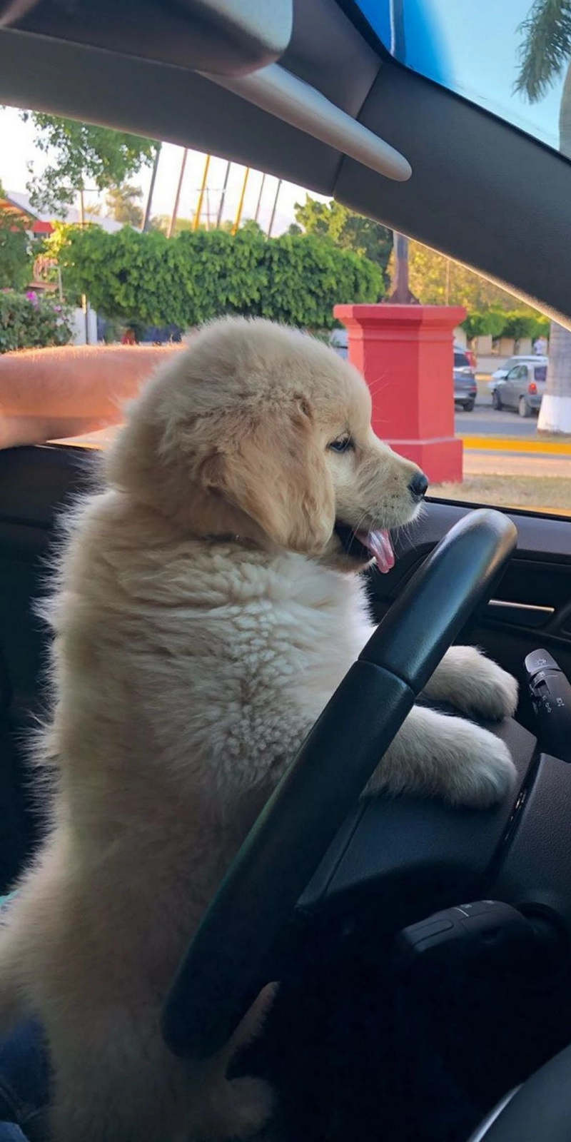 hình ảnh con chó cute 34