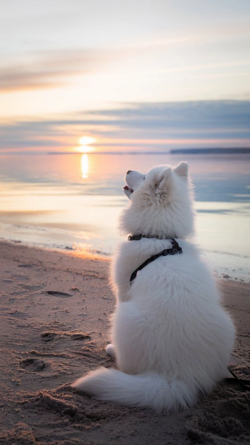 hình ảnh con chó cute 35