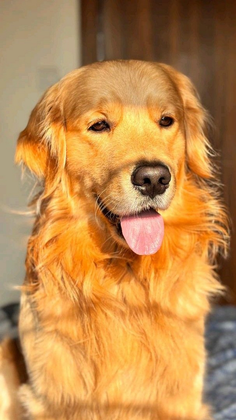 hình ảnh con chó cute 47