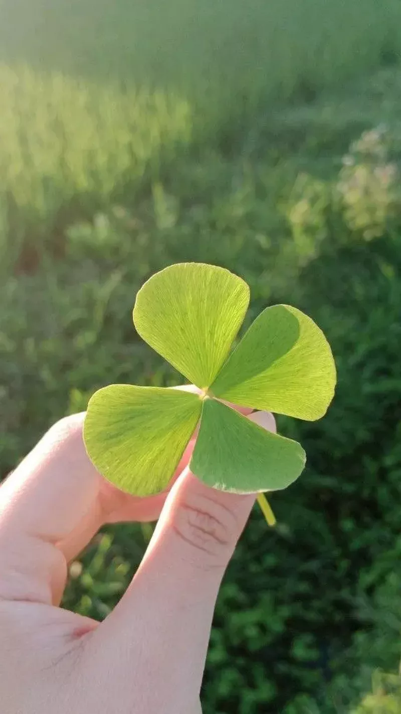 hình nền cỏ 4 lá 4