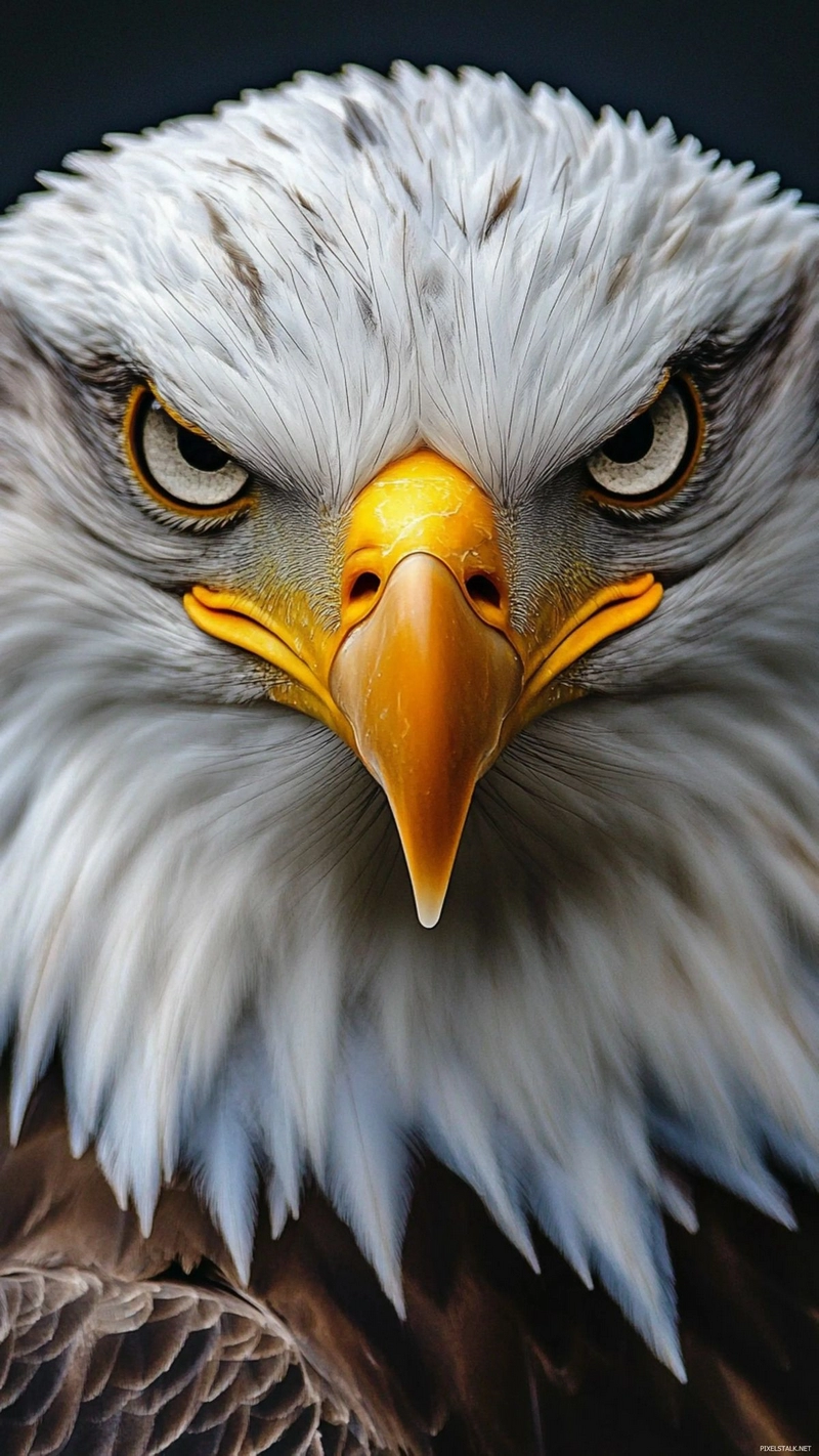 hình ảnh đại bàng 26