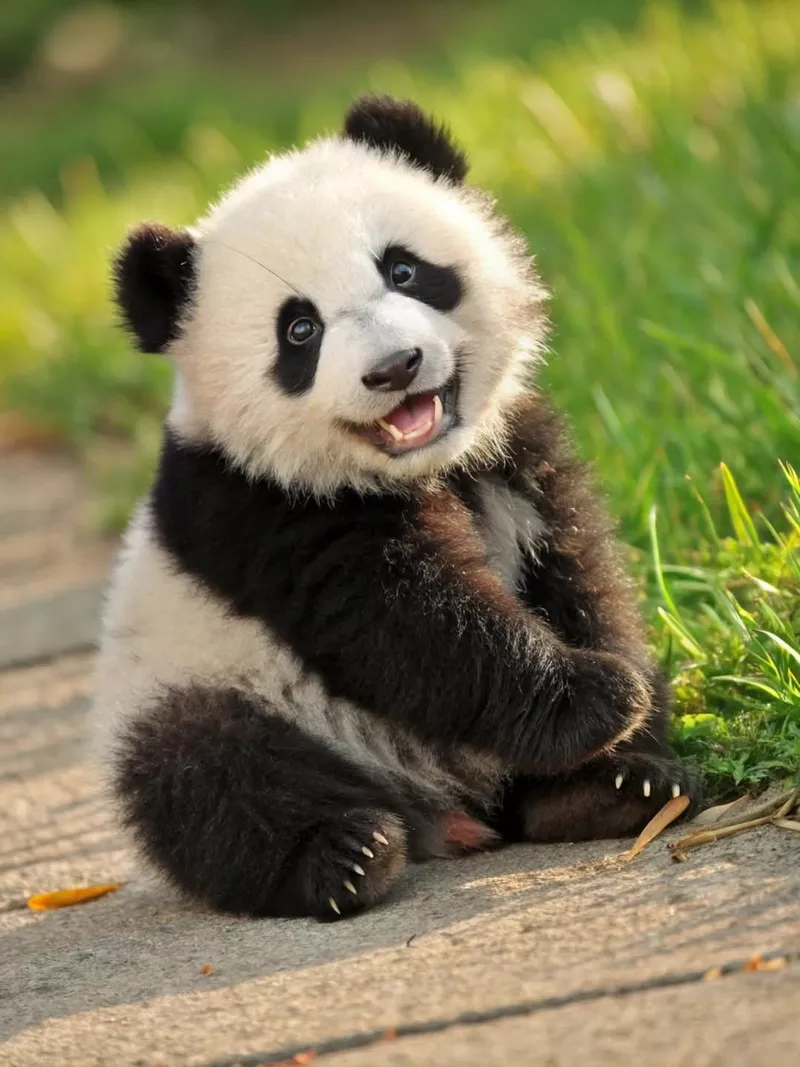 hình nền gấu trúc 2