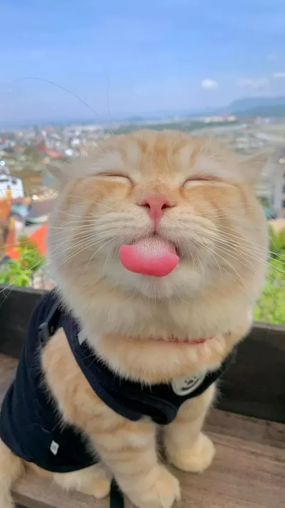 hình nền hài hước 40