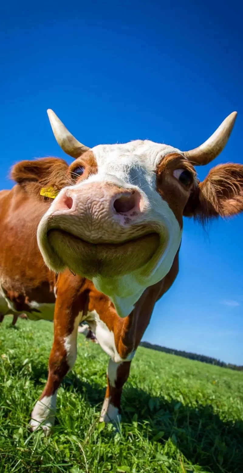 hình nền hài hước 5