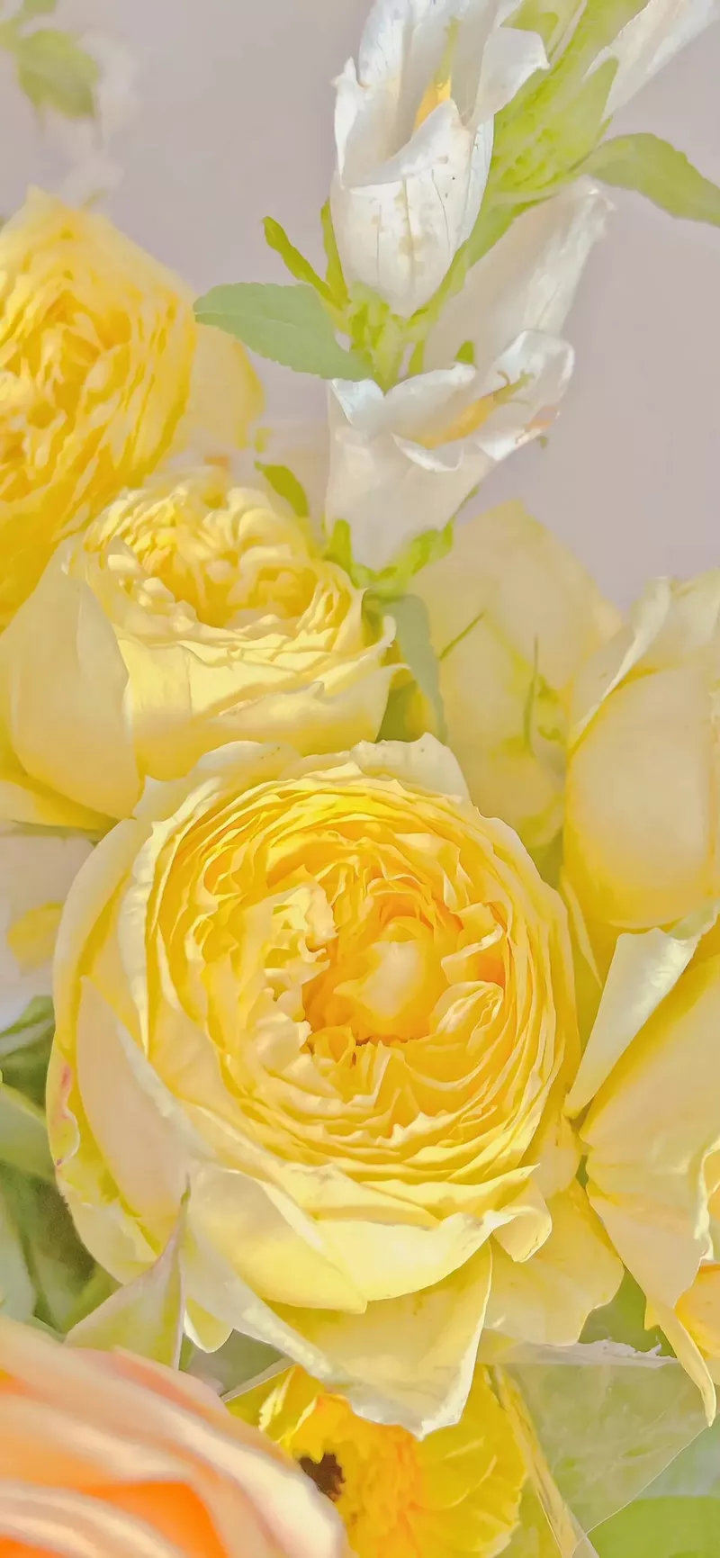 hình nền màu vàng 1