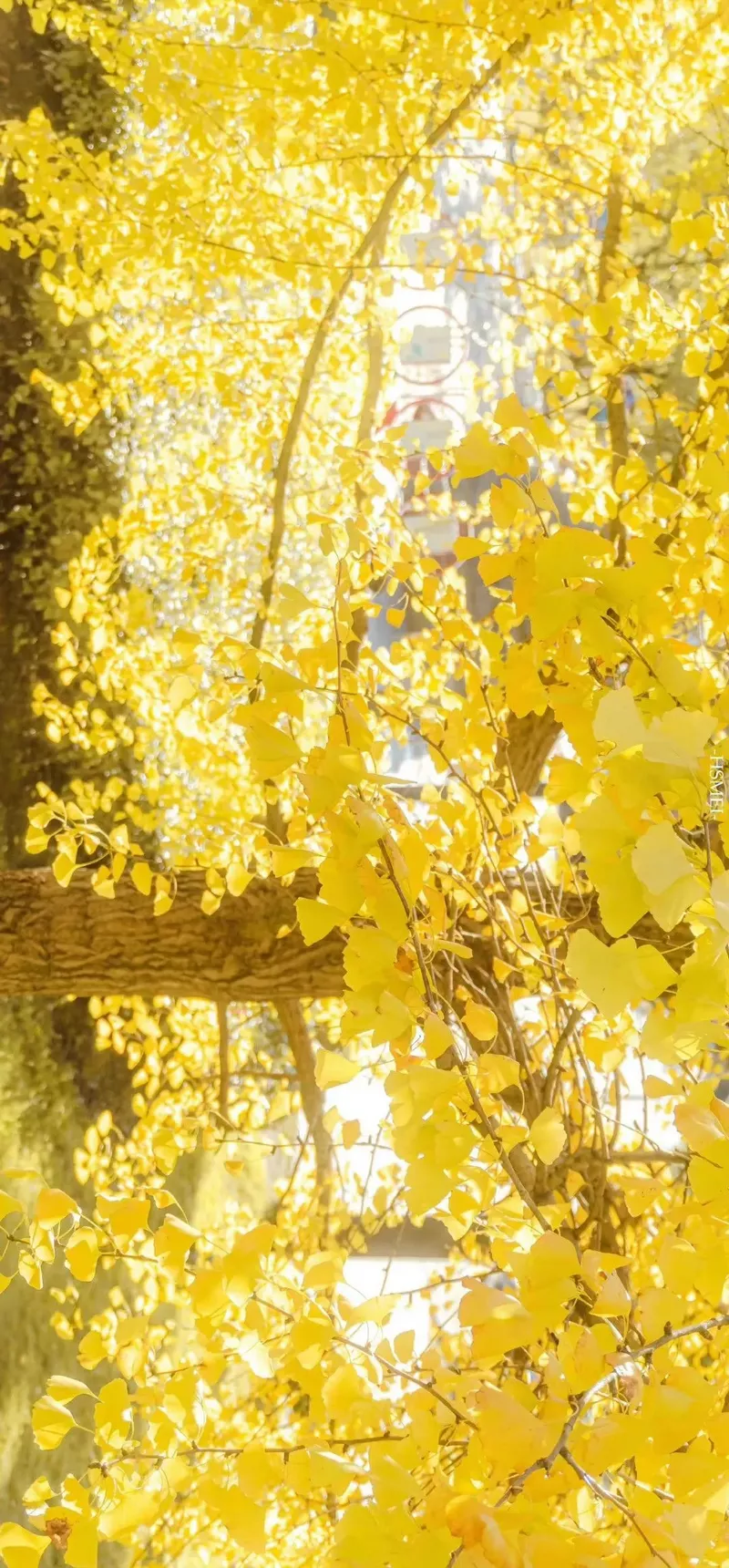 hình nền màu vàng 20