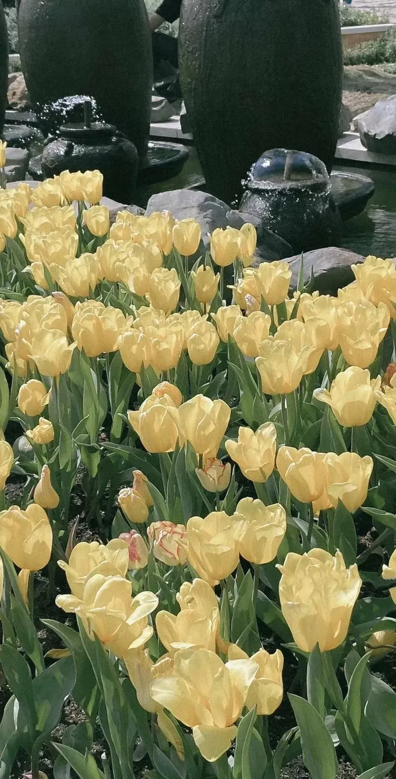 hình nền màu vàng 30