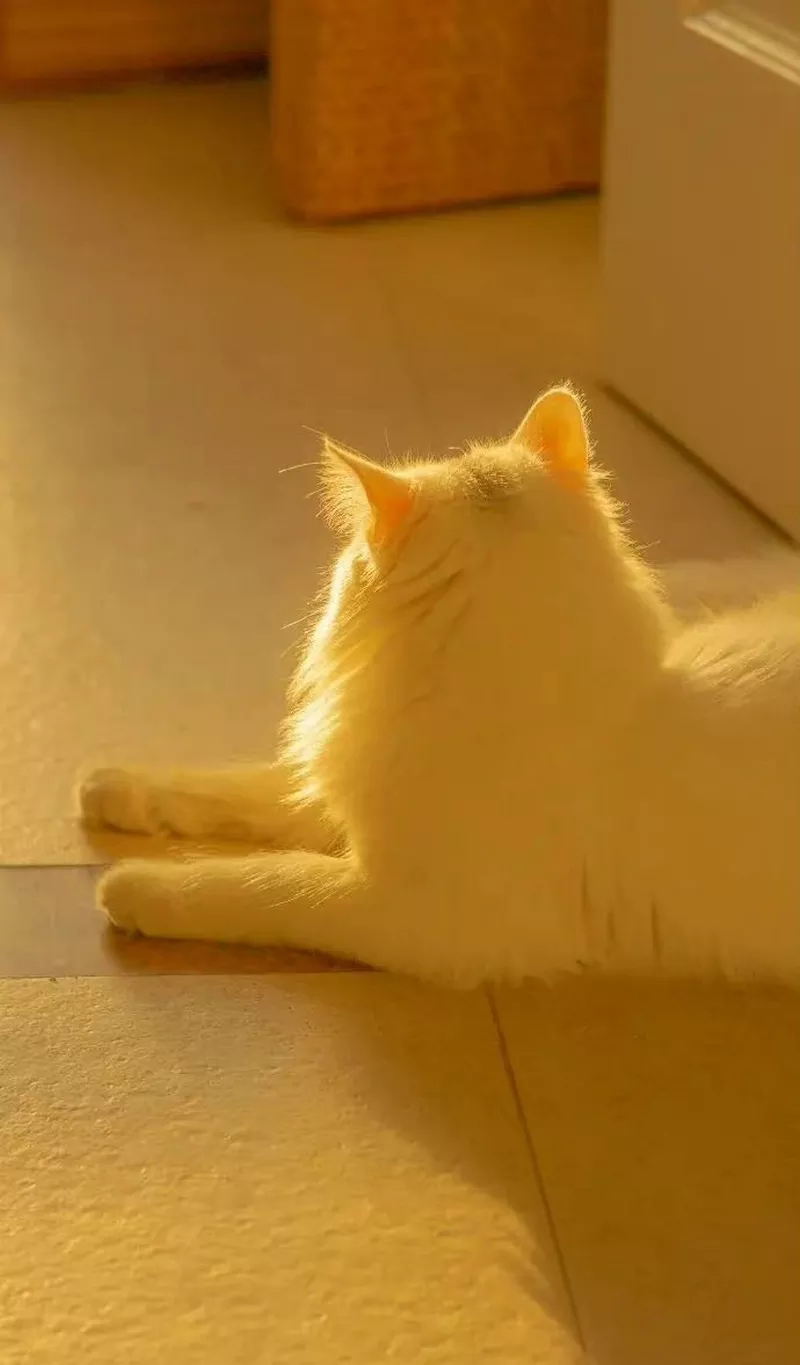 hình nền màu vàng 32