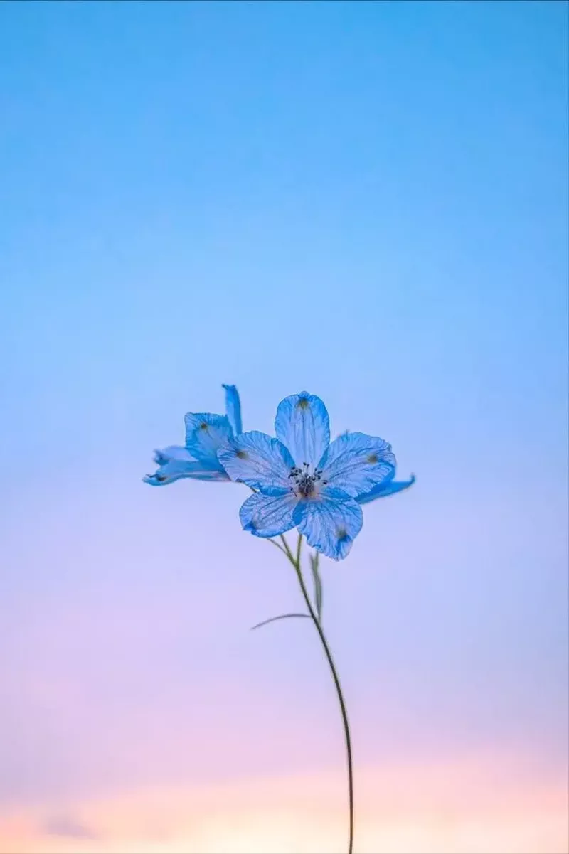 hình nền màu xanh dương 31