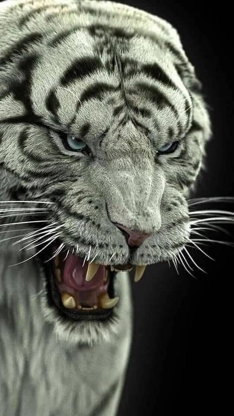 hình ảnh con hổ 11