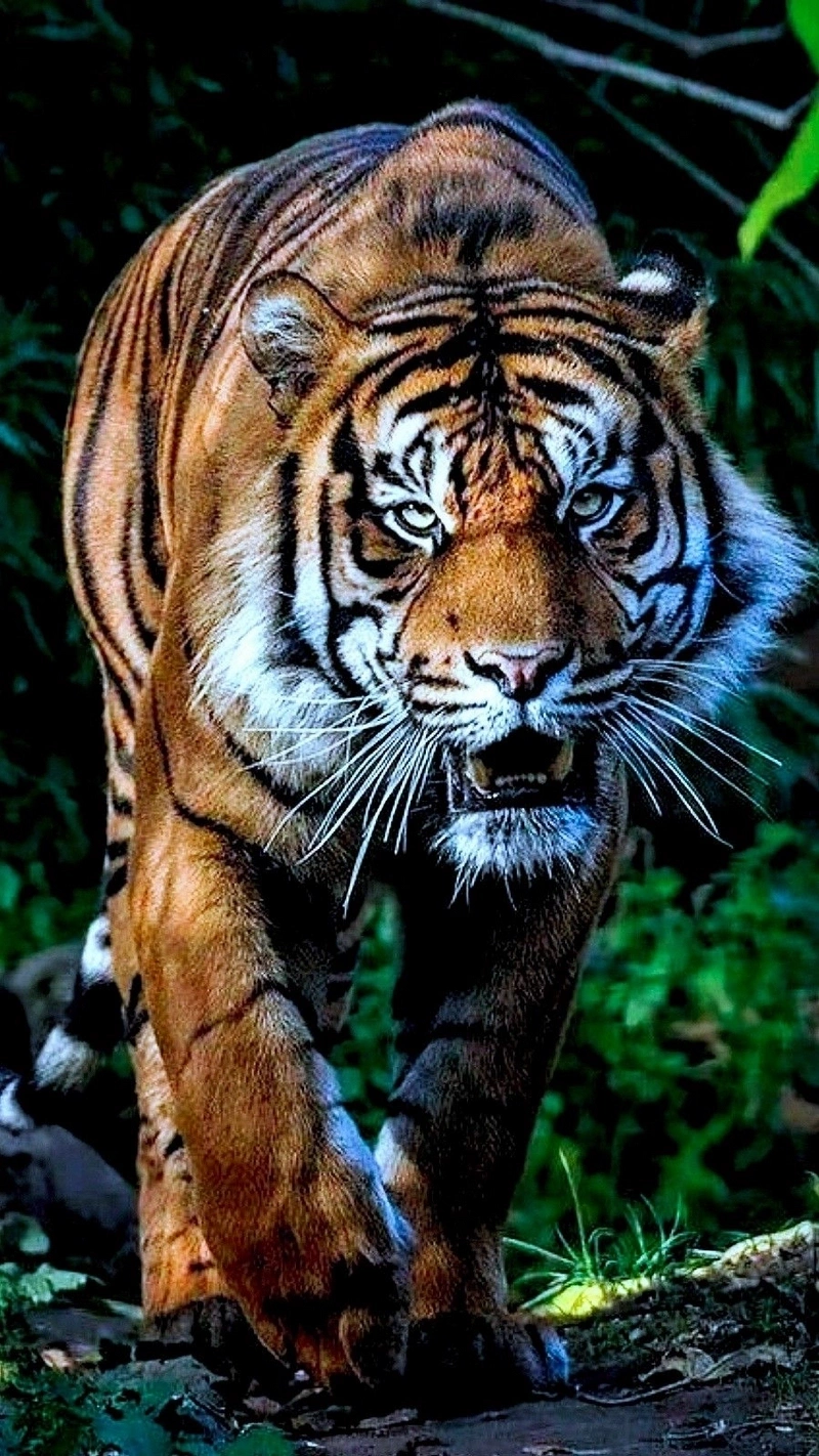 hình ảnh con hổ 33