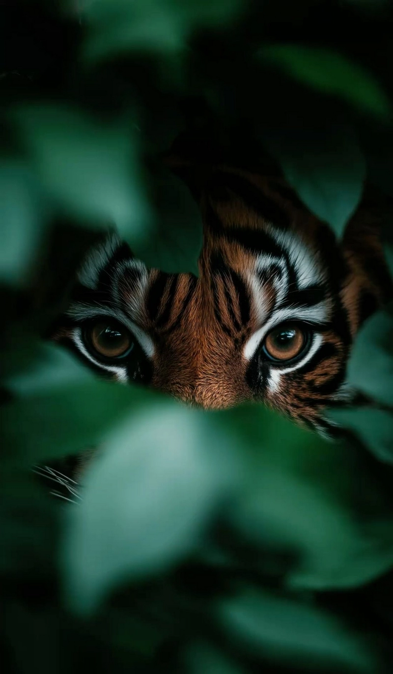 hình ảnh con hổ 39