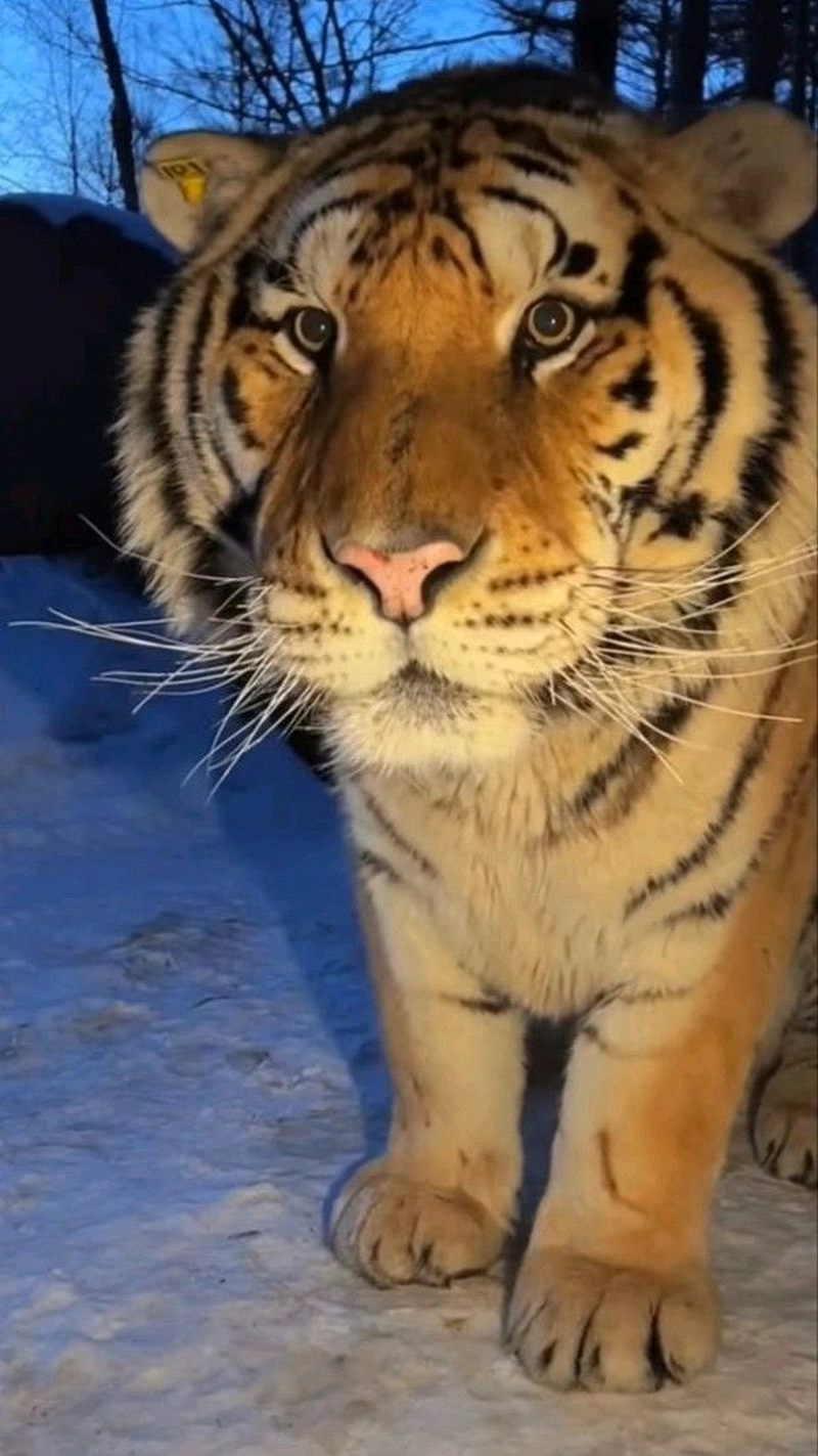 hình ảnh con hổ 48