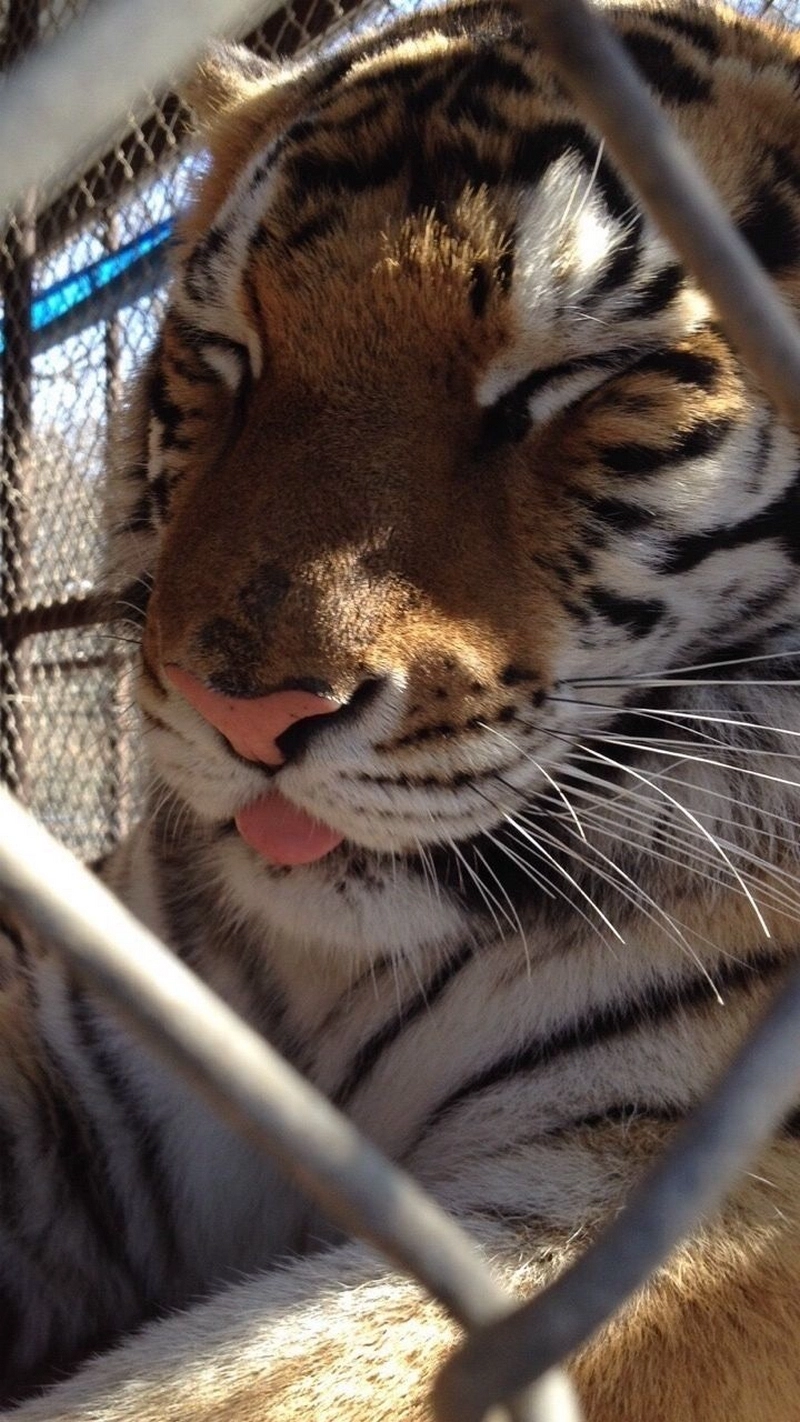 hình ảnh con hổ 8