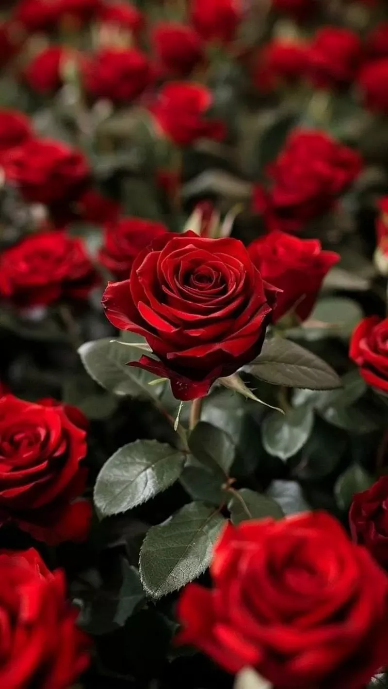 hình nền hoa hồng 10