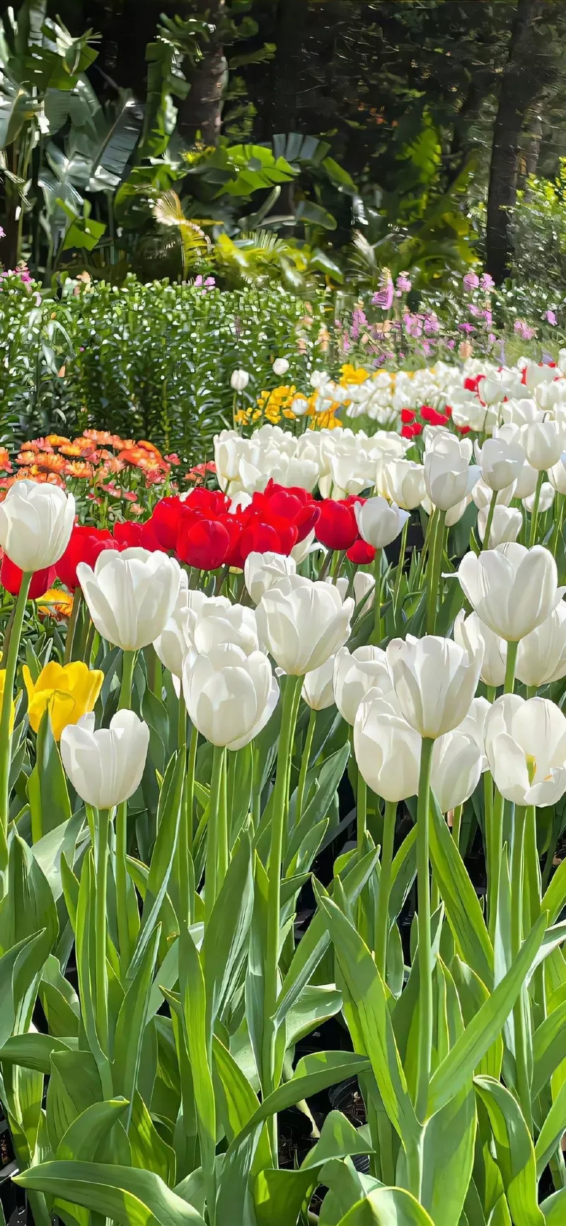 hình nền hoa hồng 14