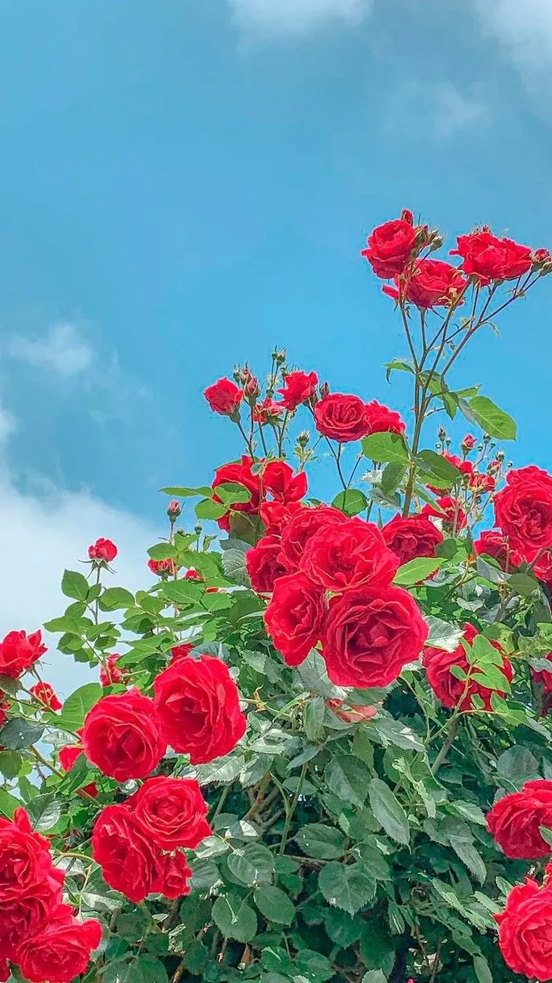 hình nền hoa hồng 15