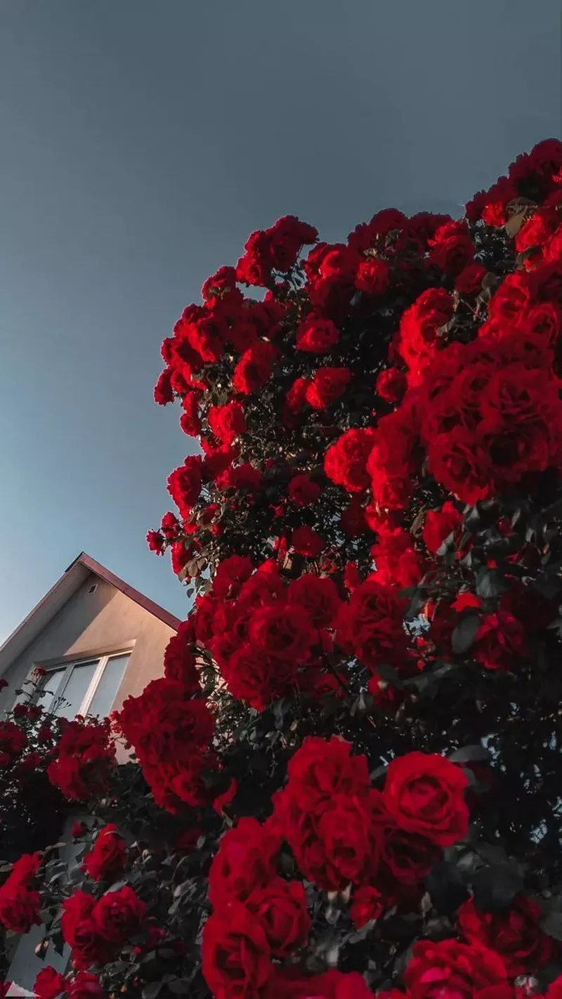 hình nền hoa hồng 23