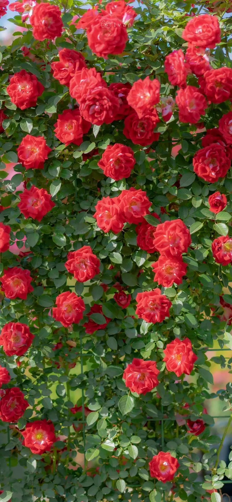 hình nền hoa hồng 26