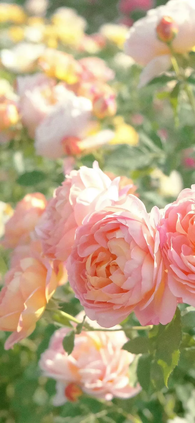 hình nền hoa hồng 31