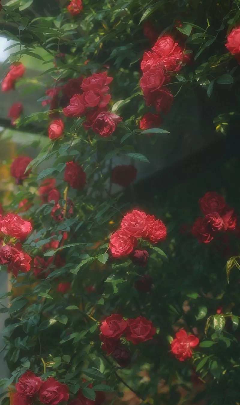 hình nền hoa hồng 32