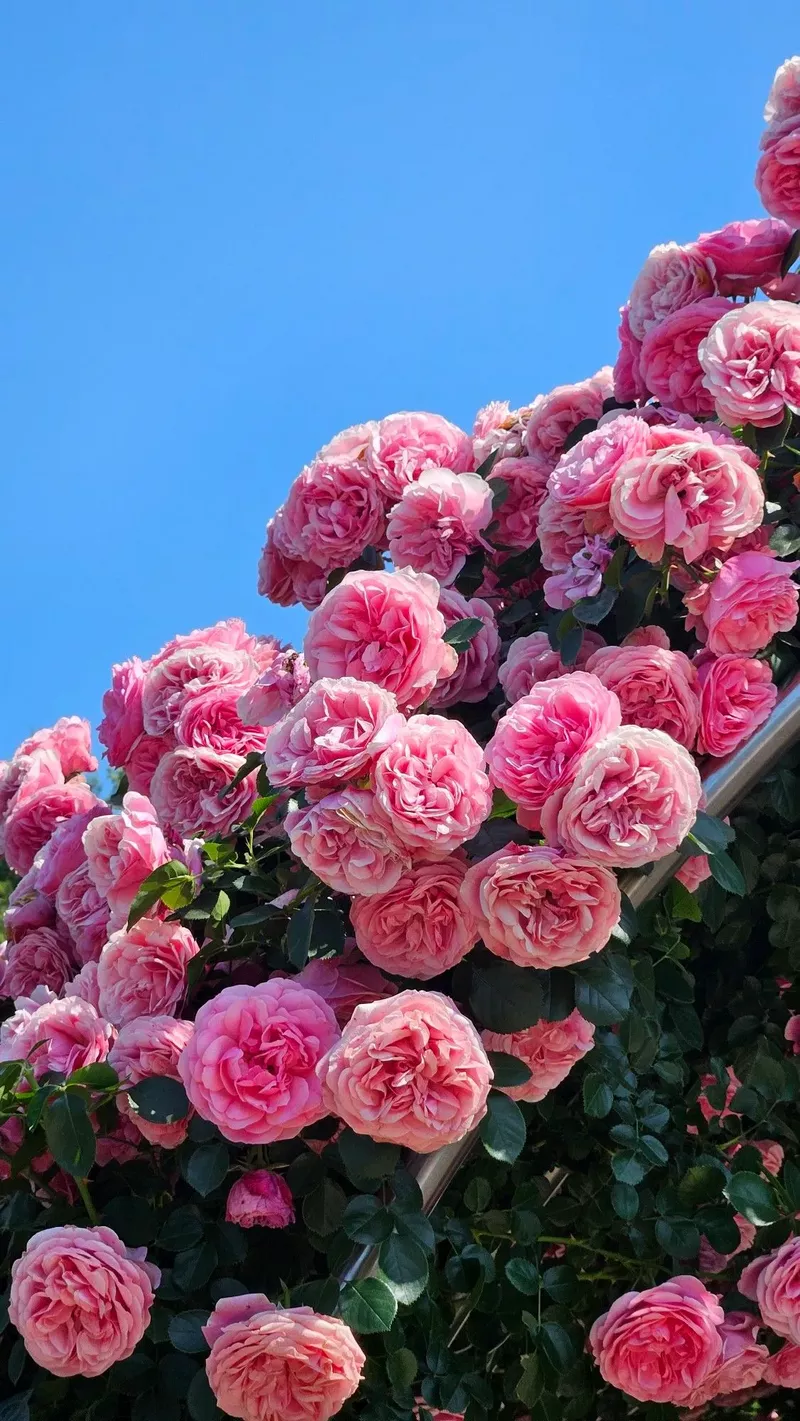 hình nền hoa hồng 39