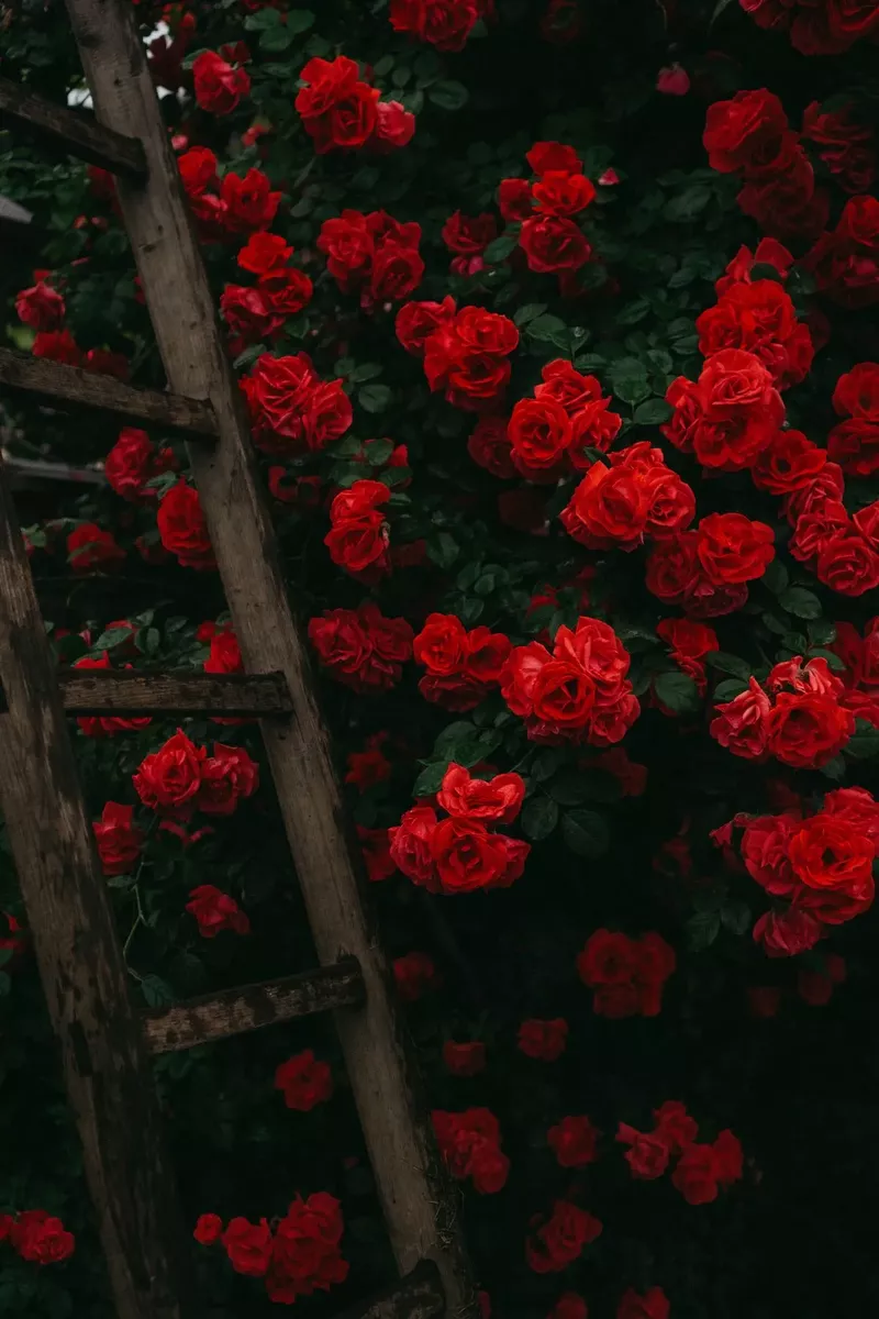 hình nền hoa hồng 43