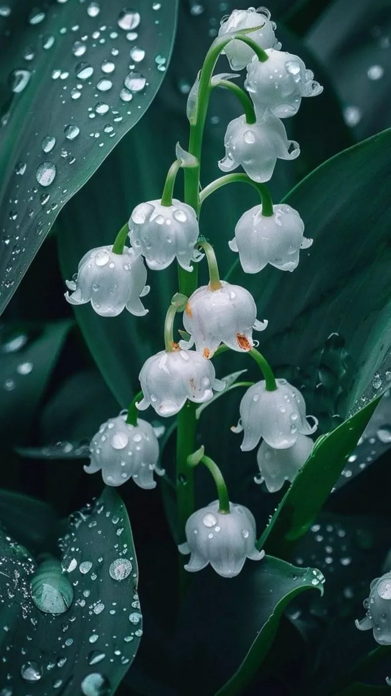 hình nền hoa linh lan 19