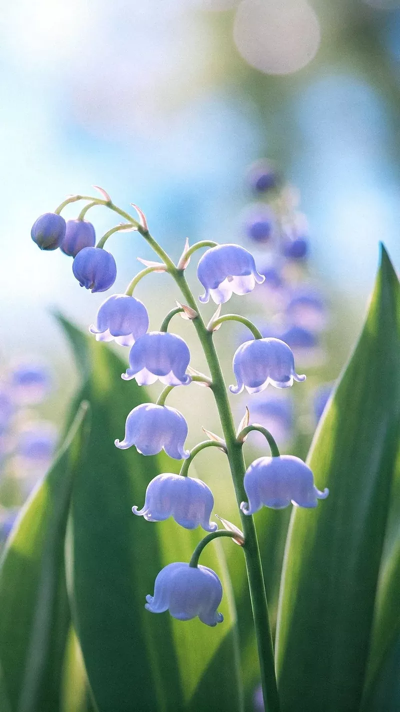 hình nền hoa linh lan 20