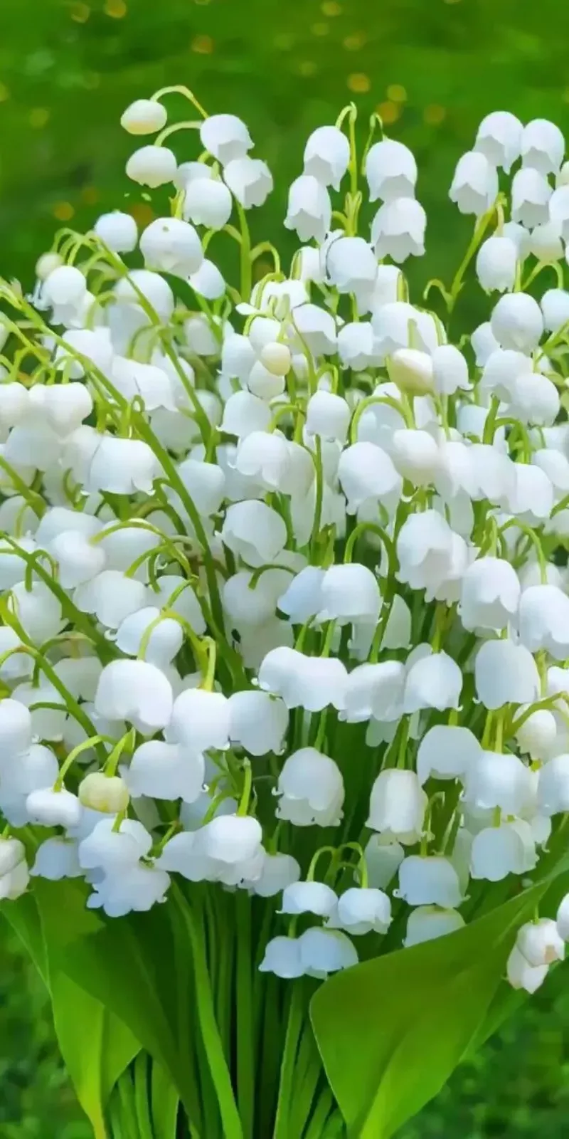 hình nền hoa linh lan 23