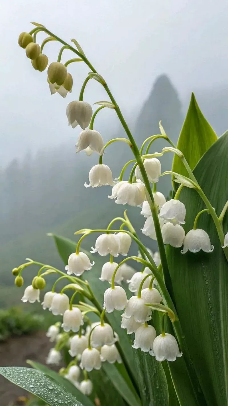 hình nền hoa linh lan 24