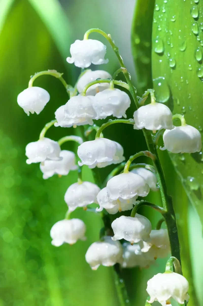 hình nền hoa linh lan 33