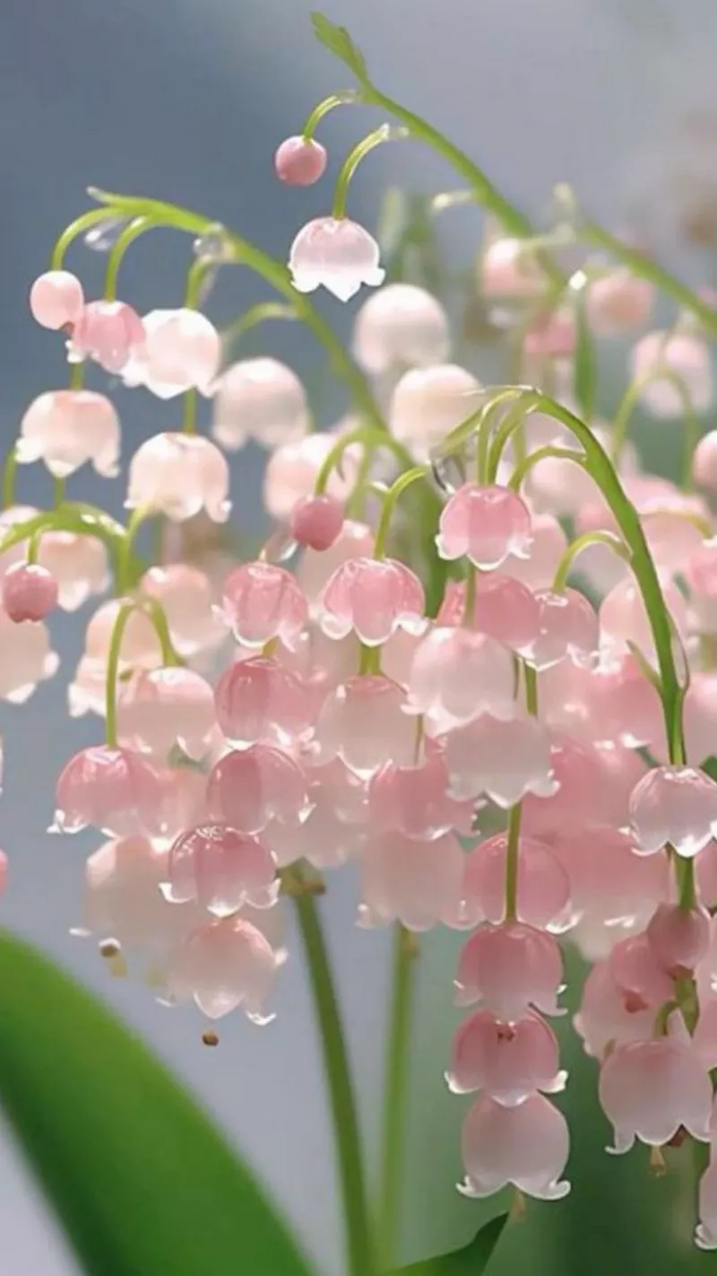 hình nền hoa linh lan 35