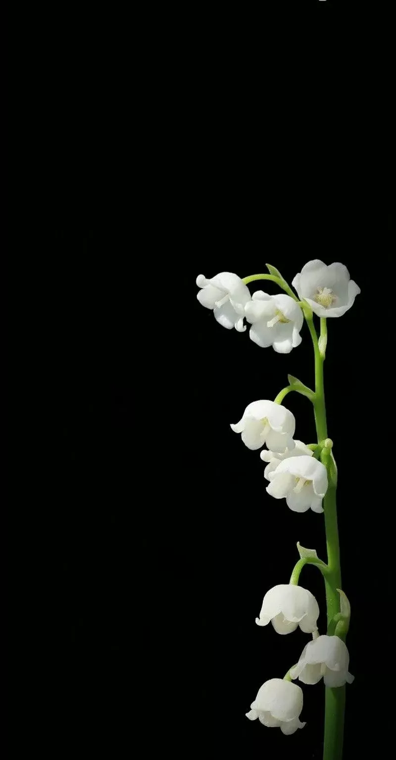 hình nền hoa linh lan 41