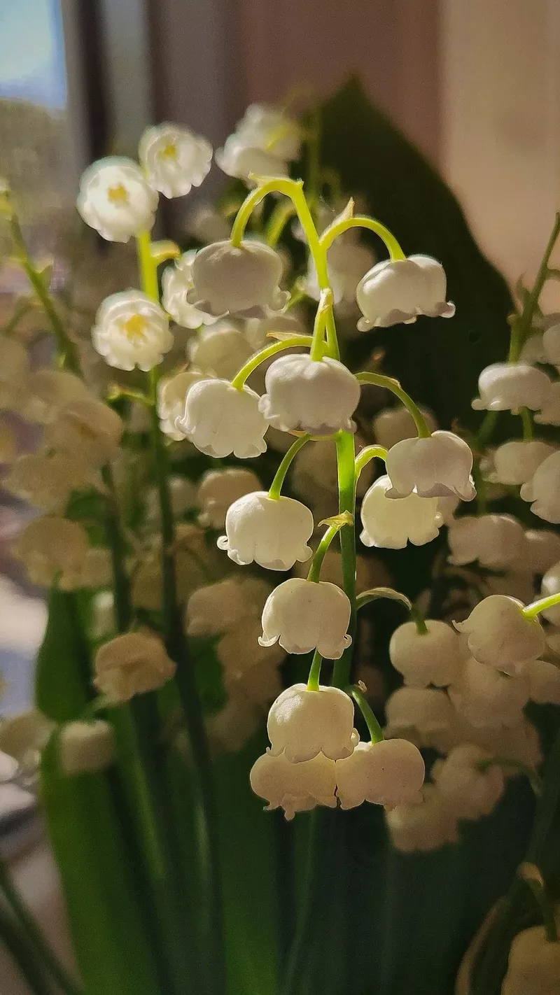 hình nền hoa linh lan 5