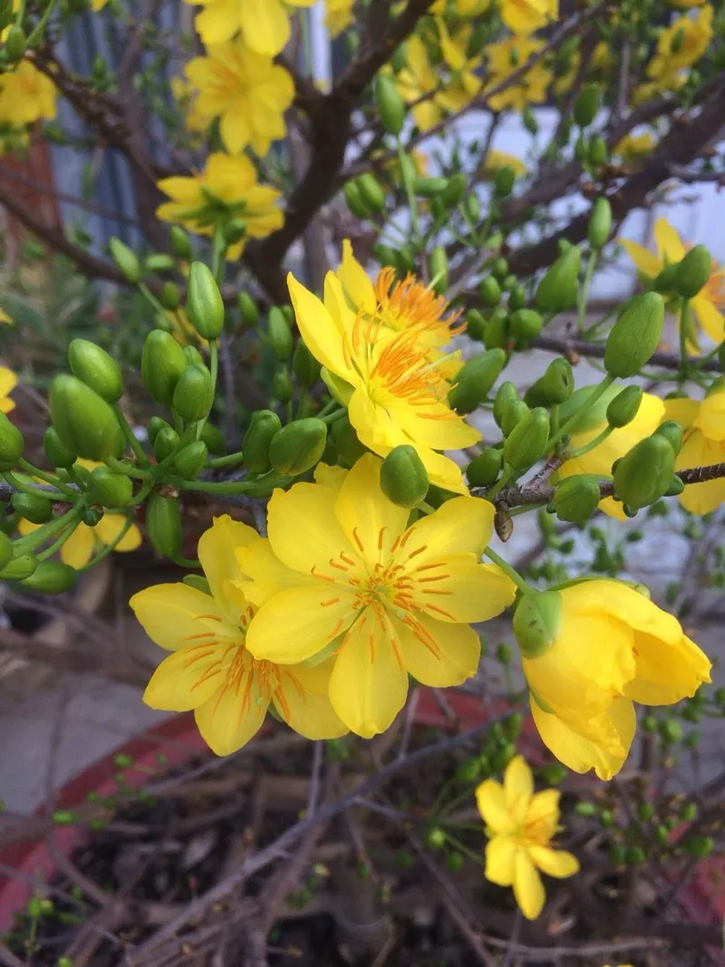 hình nền hoa mai 14