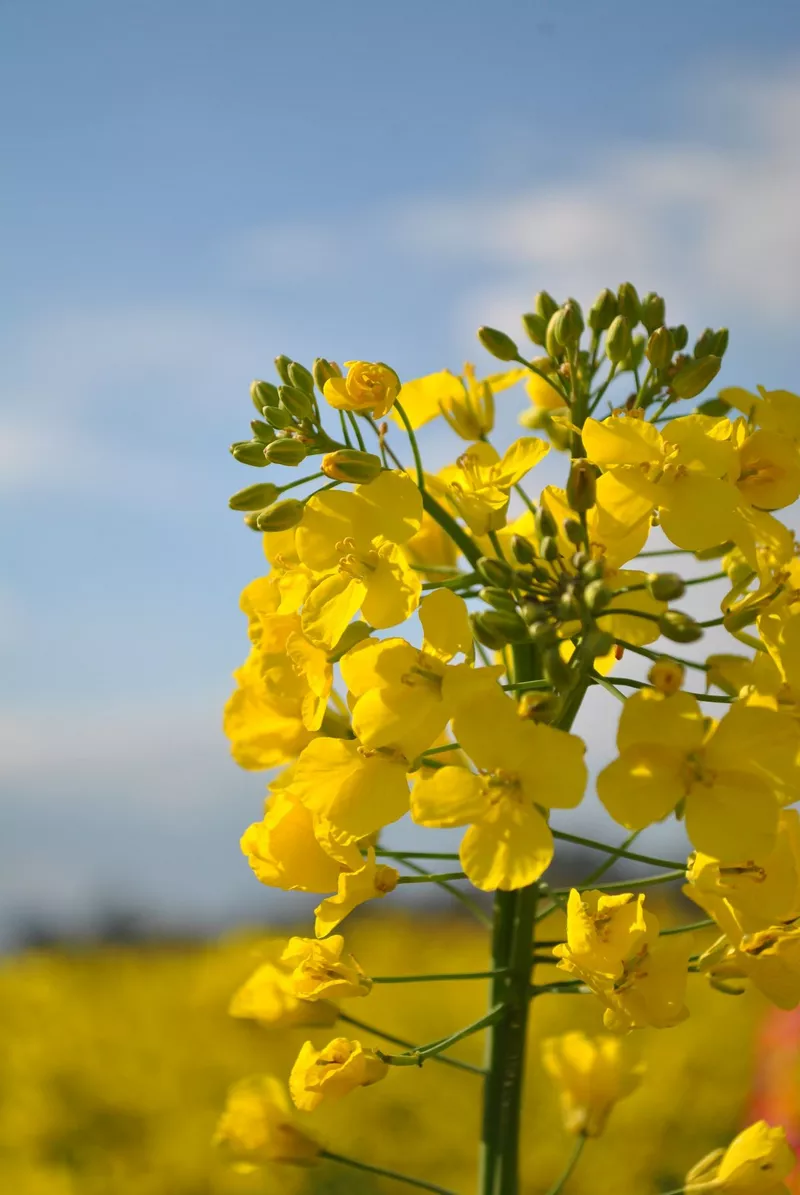 hình nền hoa mai 15