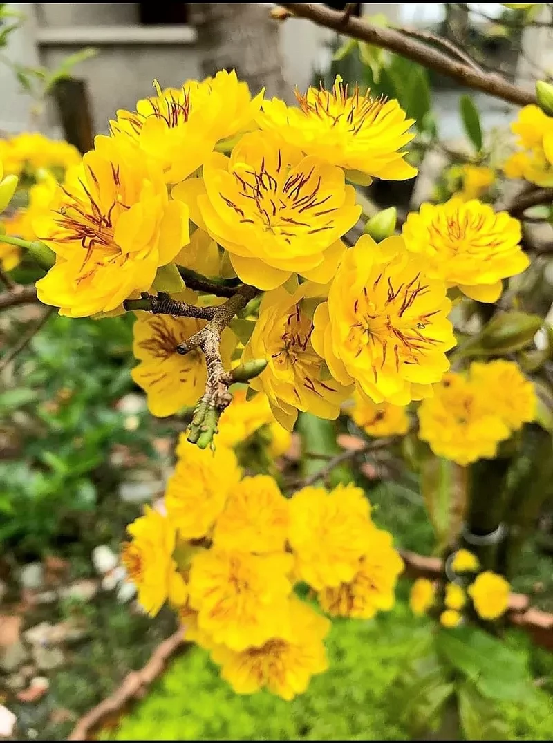 hình nền hoa mai 16