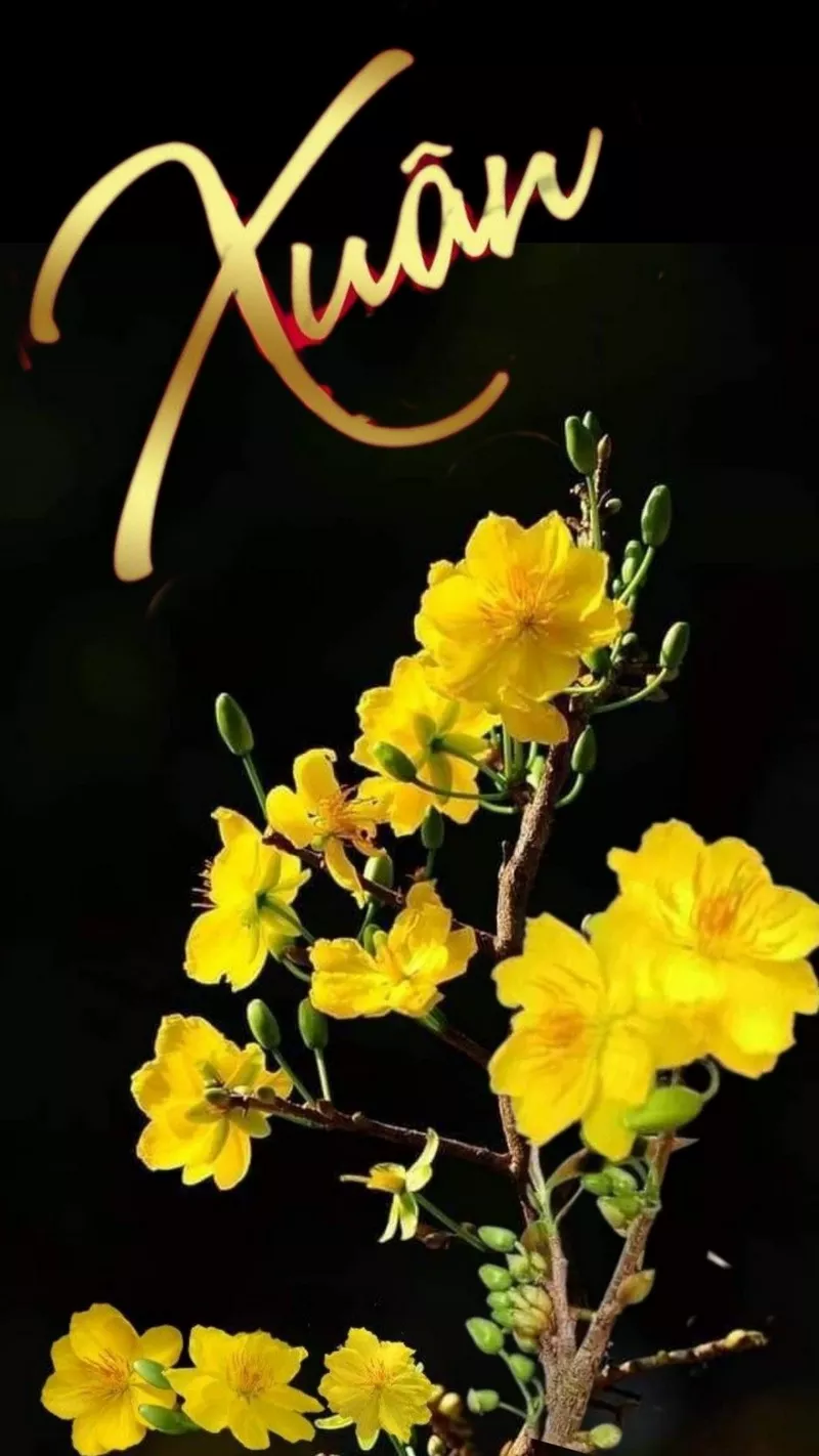 hình nền hoa mai 2