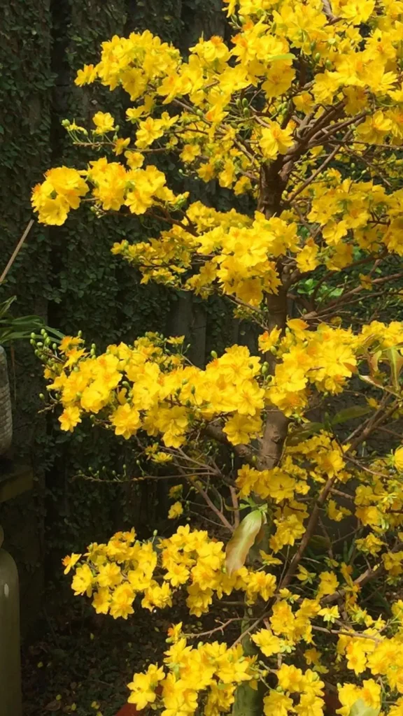 hình nền hoa mai 23