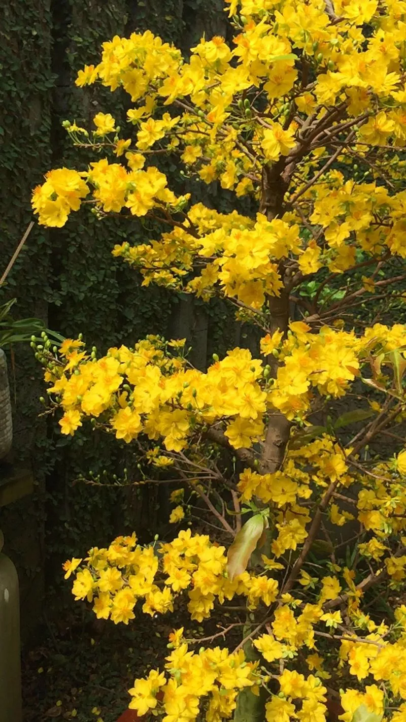 hình nền hoa mai 23