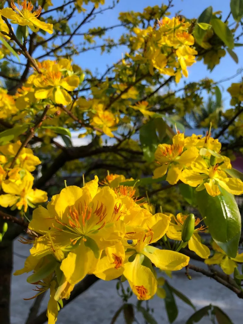 hình nền hoa mai 25