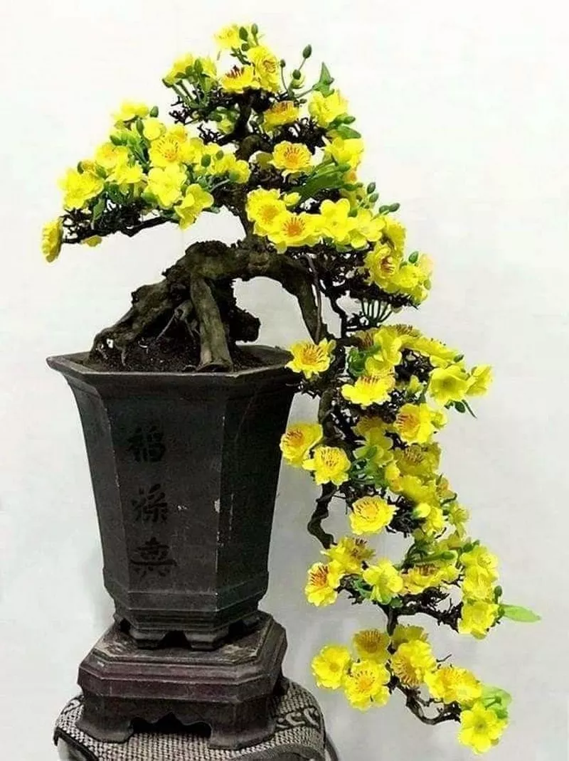 hình nền hoa mai 26