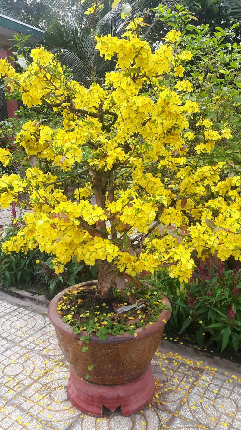 hình nền hoa mai 27