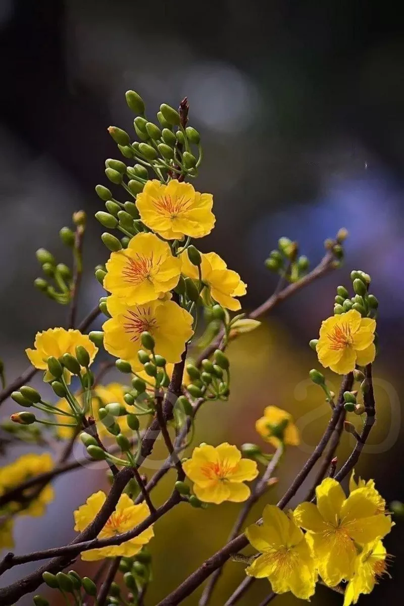 hình nền hoa mai 28