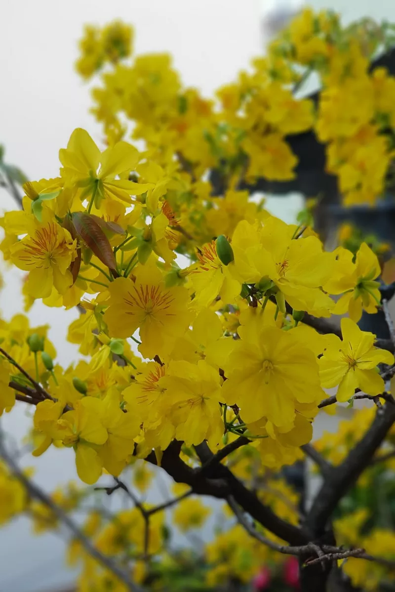 hình nền hoa mai 3