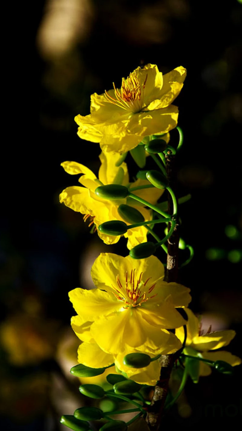 hình nền hoa mai 30