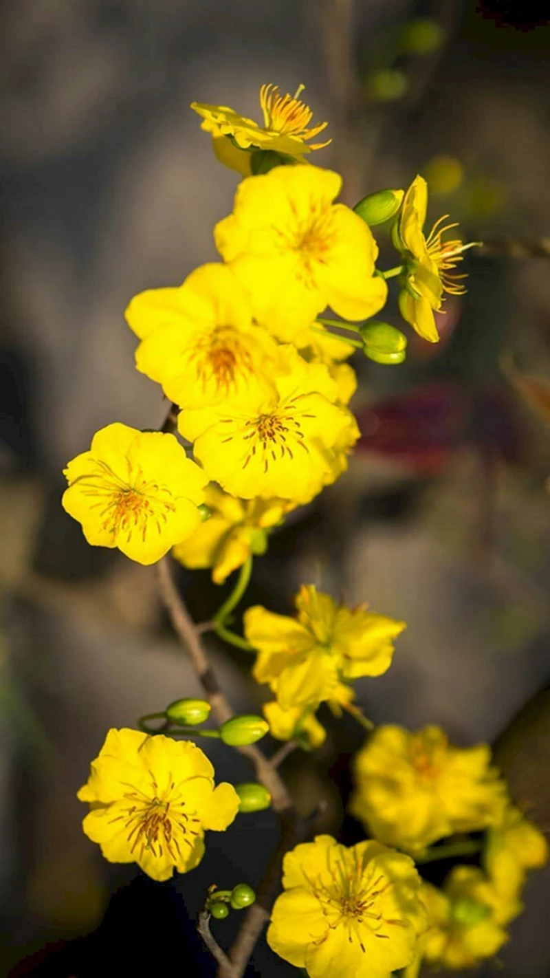 hình nền hoa mai 31